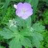 Thumbnail #4 of Geranium maculatum by SW_gardener