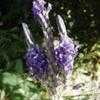 Thumbnail #3 of Lavandula pinnata by Kelli