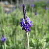 Thumbnail #5 of Lavandula pinnata by Kell