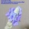 Thumbnail #1 of Lavandula pinnata by Baa