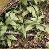 Thumbnail #4 of Allium tricoccum by freetek