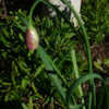 Thumbnail #3 of Allium tricoccum by wendyelsey