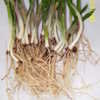Thumbnail #2 of Allium tricoccum by blueskyfd11