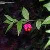 Thumbnail #3 of Euonymus americanus by Toxicodendron