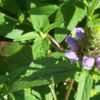 Thumbnail #3 of Prunella vulgaris by Joy