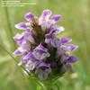 Thumbnail #1 of Prunella vulgaris by kniphofia