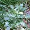 Thumbnail #2 of Prunella vulgaris by mystic