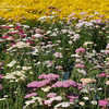 Thumbnail #2 of Achillea millefolium by growin