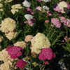 Thumbnail #3 of Achillea millefolium by growin