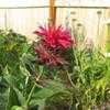 Thumbnail #2 of Monarda didyma by DrDoolotz