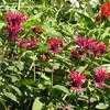 Thumbnail #4 of Monarda didyma by GardenGuyKin