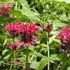 Thumbnail #3 of Monarda didyma by GardenGuyKin