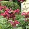 Thumbnail #5 of Monarda didyma by soulgardenlove