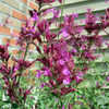 Thumbnail #4 of Agastache  by mambrose
