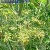 Thumbnail #2 of Foeniculum vulgare by darius