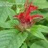 Thumbnail #3 of Monarda didyma by merriego