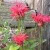 Thumbnail #1 of Monarda didyma by echoes