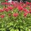 Thumbnail #2 of Monarda didyma by mominem