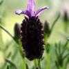 Thumbnail #1 of Lavandula stoechas by snowefra