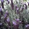 Thumbnail #2 of Lavandula stoechas by Joy