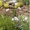 Thumbnail #4 of Valeriana officinalis by davidwsmith