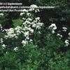 Thumbnail #5 of Valeriana officinalis by lupinelover