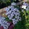 Thumbnail #1 of Valeriana officinalis by poppysue