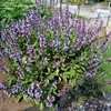 Thumbnail #2 of Salvia officinalis by RosinaBloom