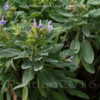 Thumbnail #4 of Salvia officinalis by DaylilySLP