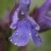 Thumbnail #5 of Salvia officinalis by lunavox