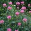 Thumbnail #2 of Monarda didyma by poppysue