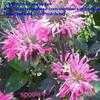 Thumbnail #1 of Monarda didyma by poppysue