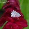 Thumbnail #1 of Alpinia purpurata by Monocromatico