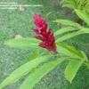 Thumbnail #2 of Alpinia purpurata by Monocromatico