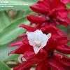 Thumbnail #5 of Alpinia purpurata by sa_haiad