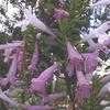 Thumbnail #1 of Poliomintha longiflora by htop