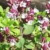 Thumbnail #1 of Origanum vulgare by Joy