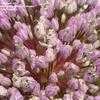 Thumbnail #5 of Allium ampeloprasum by frostweed