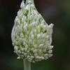 Thumbnail #3 of Allium ampeloprasum by dave