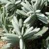 Thumbnail #1 of Lavandula angustifolia by RonniePitman
