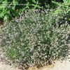 Thumbnail #5 of Lavandula angustifolia by rwbigfoot