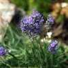 Thumbnail #4 of Lavandula angustifolia by Calif_Sue