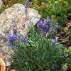 Thumbnail #3 of Lavandula angustifolia by Calif_Sue