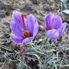 Thumbnail #4 of Crocus sativus by Dinu