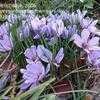 Thumbnail #1 of Crocus sativus by dayli