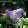 Thumbnail #5 of Crocus sativus by mygardens