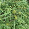 Thumbnail #3 of Comptonia peregrina by claypa