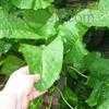 Thumbnail #1 of Armoracia rusticana by Weezingreens