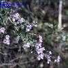 Thumbnail #1 of Prostanthera rotundifolia by kennedyh
