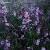 Thumbnail #5 of Prostanthera rotundifolia by KMAC